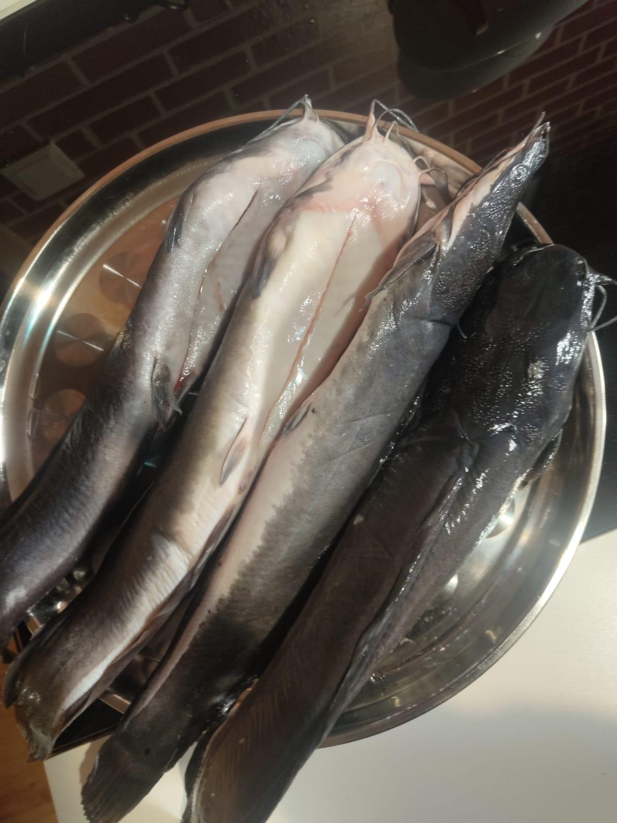 Silure / poisson chat